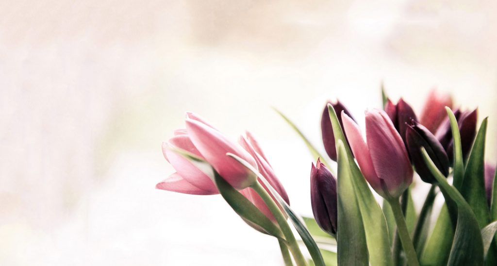 Tulips, funeral flower arrangements | Moose Jaw Funeral Home